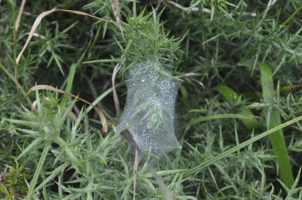 Dew or misty rain on a spiders web