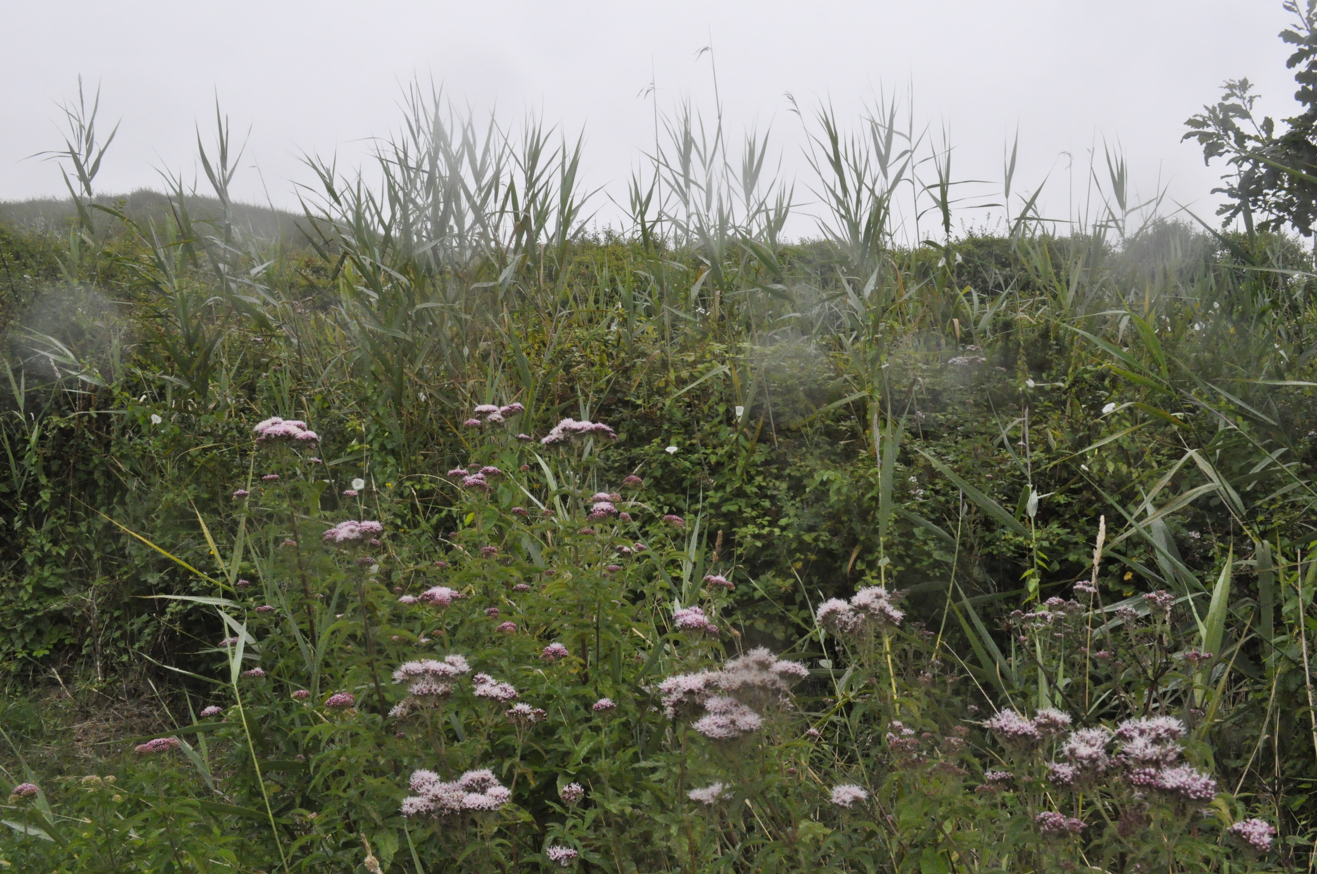 Wildflowers in heathland
