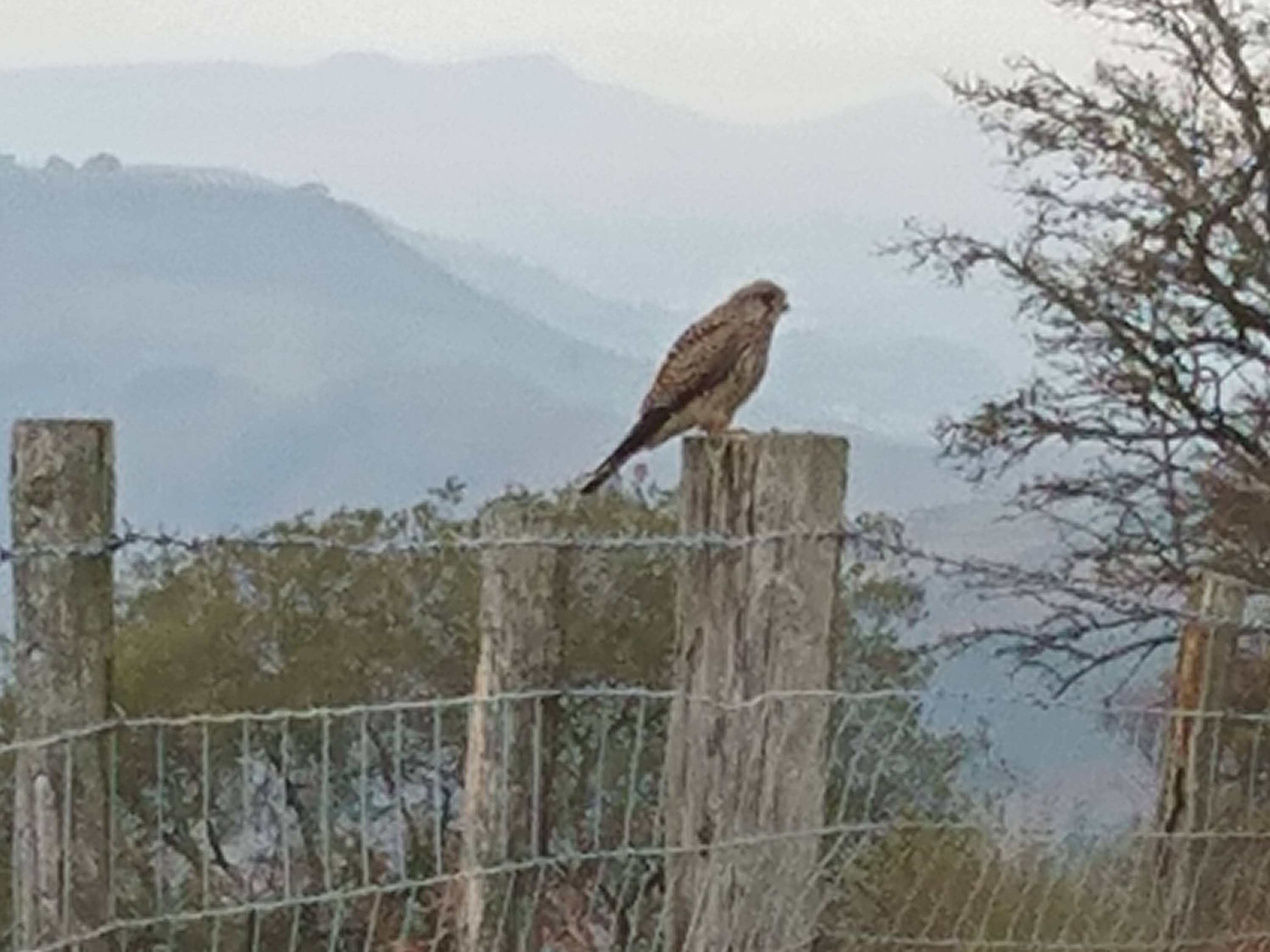 Bird of prey on a fencepost overlooking misty mountains
