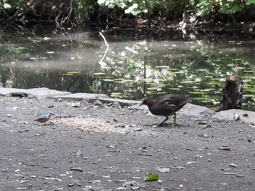 Nuthatch and moorhen sharing seeds next to a sunlit canal