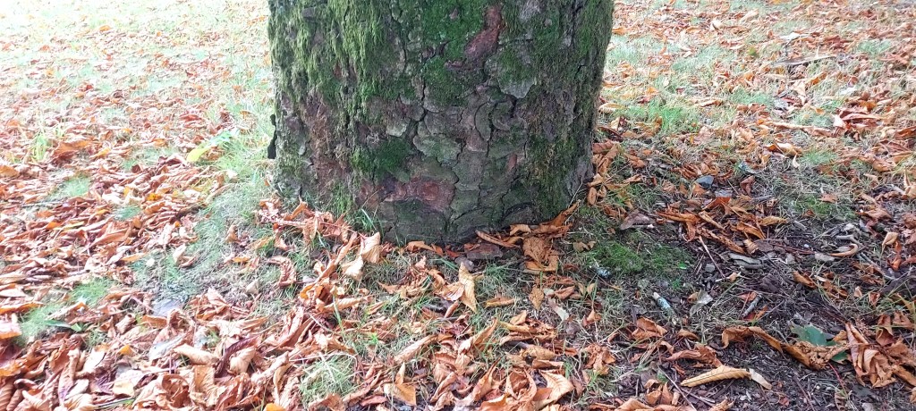 Mossy tree trunk surrounded by autumn leaves Mossy tree trunk surrounded by autumn leaves