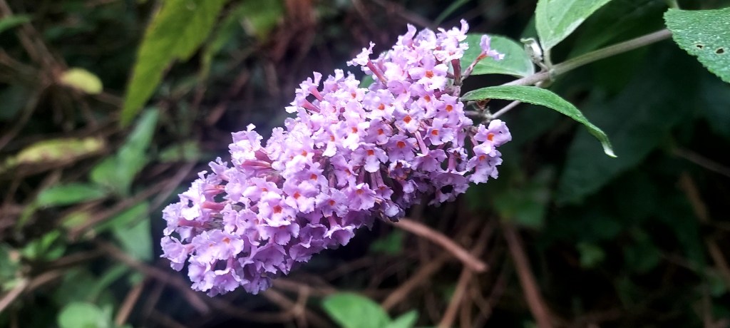 Colourful lilac buddleia in autumn light