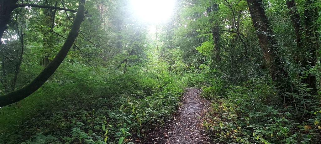 Woodland path with hazy autumn light beyond