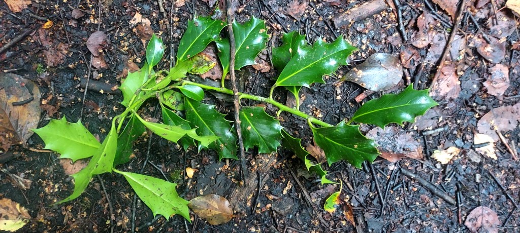 Bright reflective holly leaves on an autumn woodland path