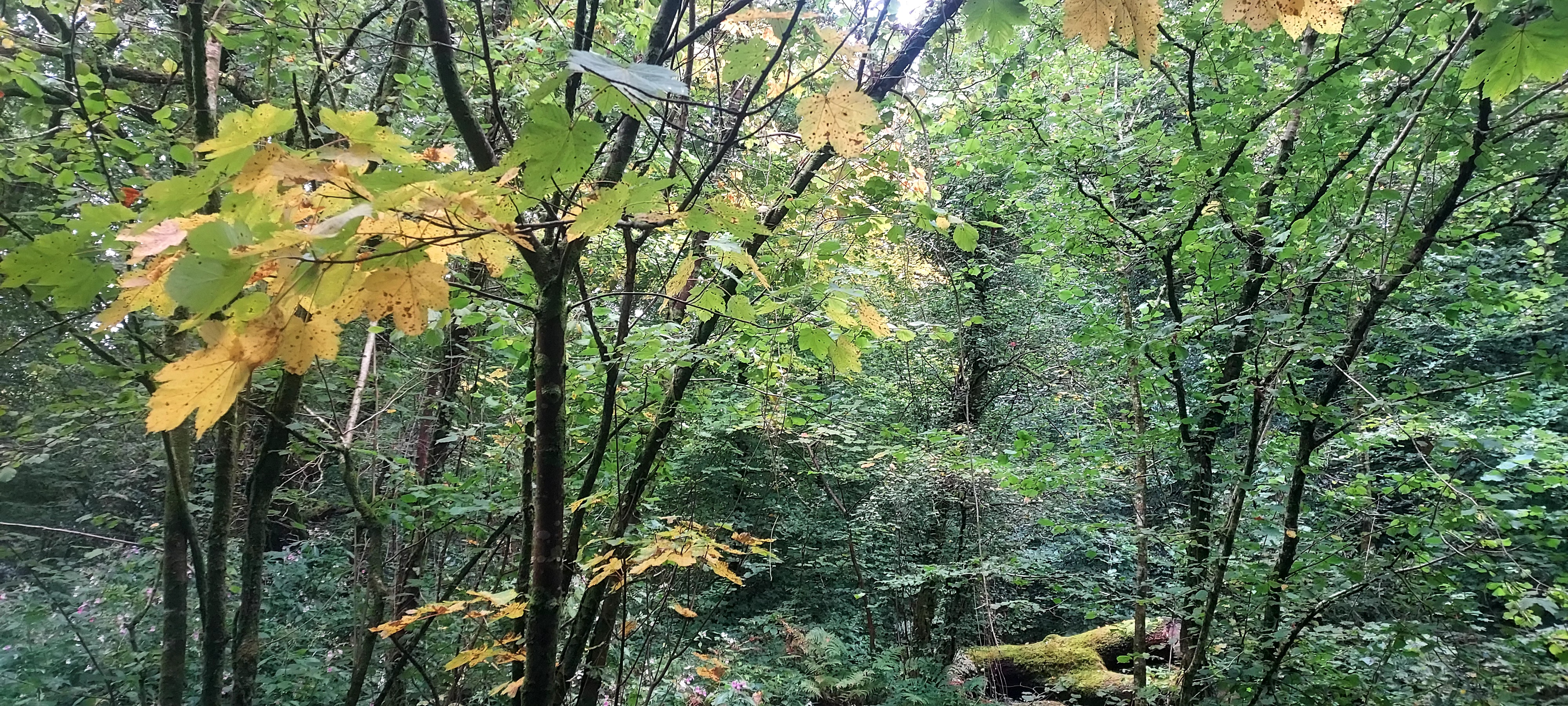 Walking Diaries *Autumn*The first whispers on the wind…