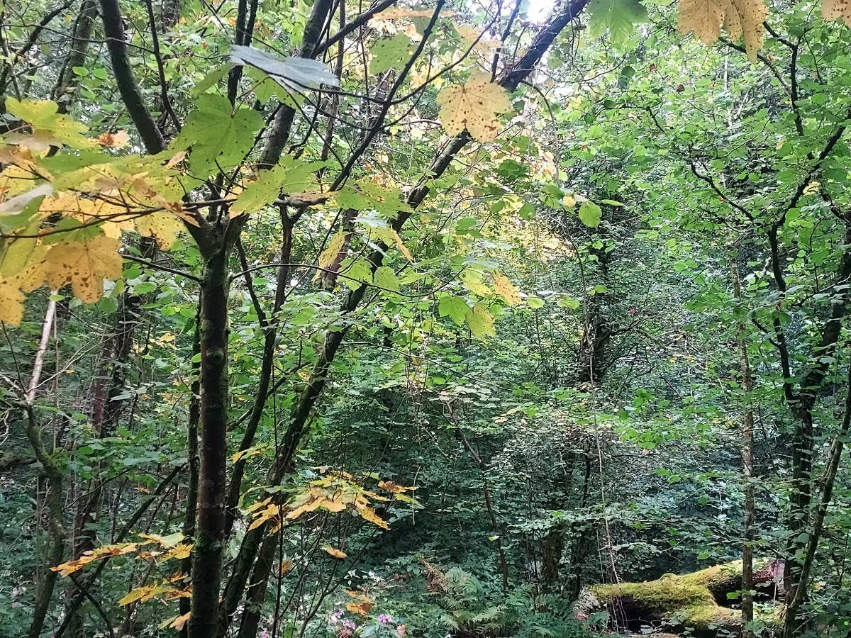 Walking Diaries *Autumn*The first whispers on the&nbsp;wind…