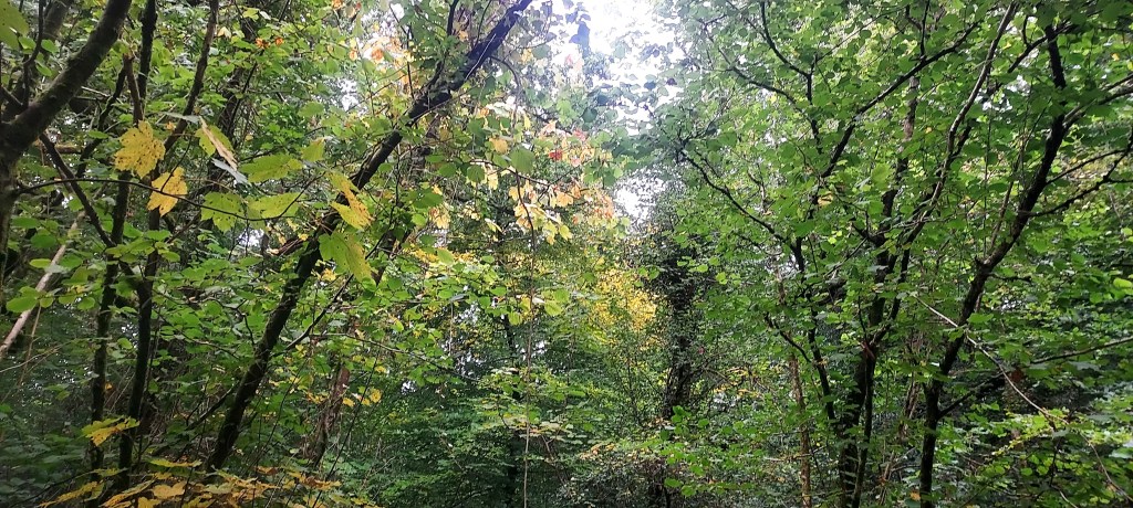 First dustings of autumn colour amidst the tree canopy