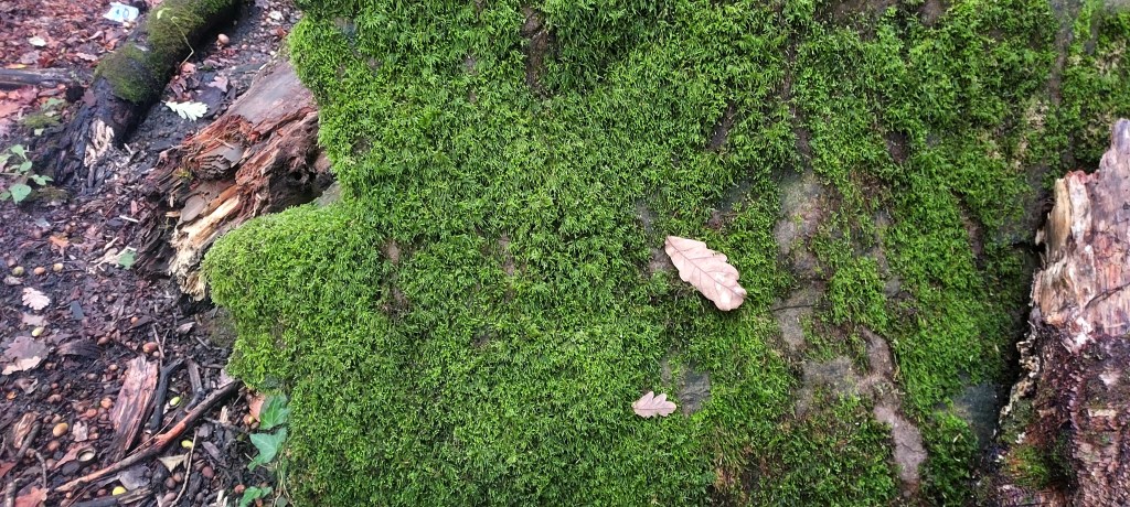 Moss on a stone in autumn light
