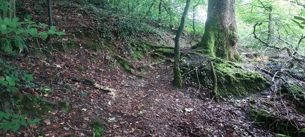 Autumn leaves and tree roots in woodland