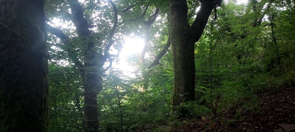 Autumn light through the tree canopy