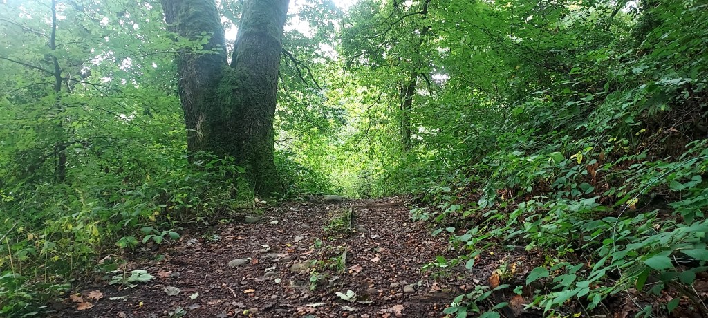 Woodland path rising into green trees