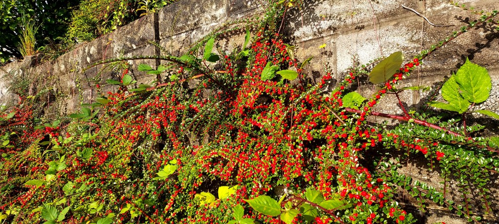 Red Cotoneaster berries against a wall