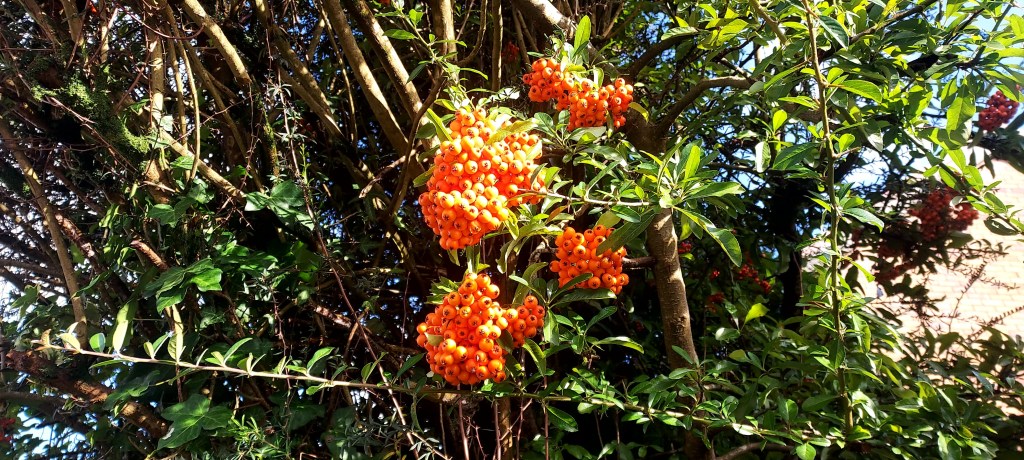 Orange firethorn berries in a sunlit tree