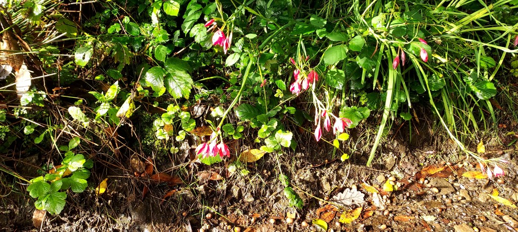 Verge side flowers in sunlight with autumn leaves