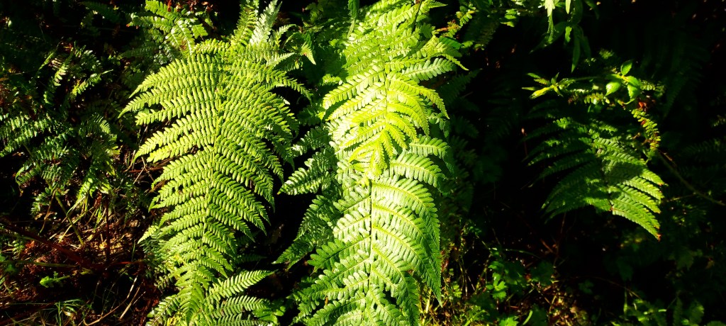Green bracken in autumn sunlight