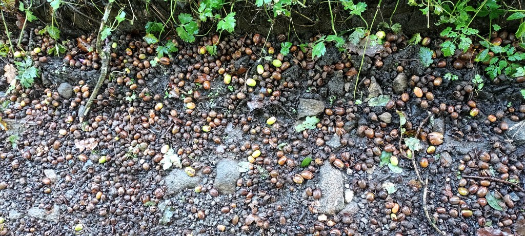 Huge bounty of acorns on woodland path in a mast year