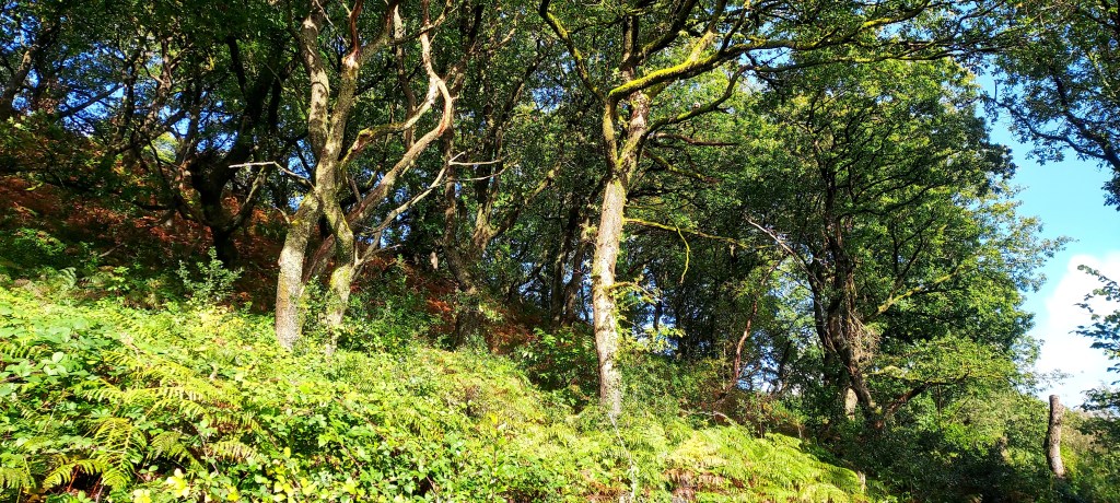 Green bracken in sunlight under trees