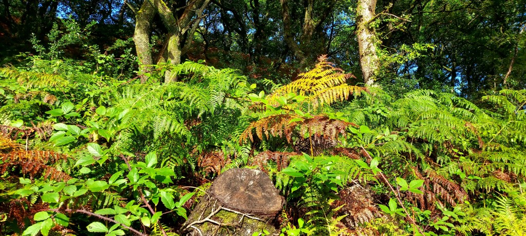 Tree stump and bright bracken in sunlight