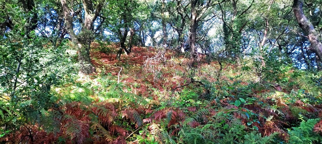 Red and orange bracken covered sunlit hillside