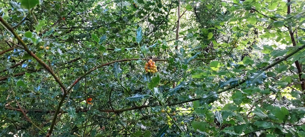 Holly berries beginning to ripen amidst thick green holly branches