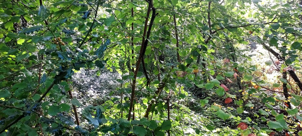 Autumn oak trees with acorns