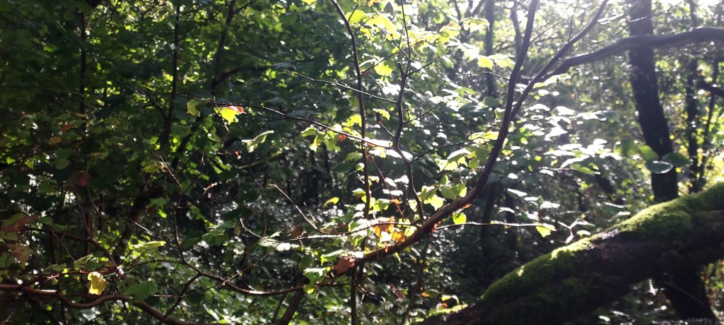 Sunlight shining through magical woodland interior