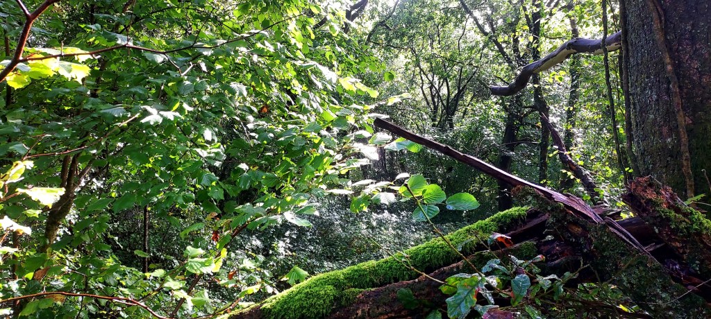 Sunlight through magical woodland with moss covered branch