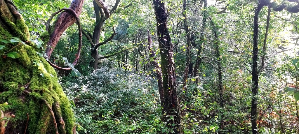 Sunlight through magical woodland with moss covered trunk