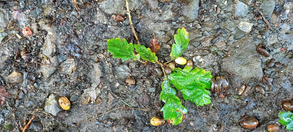 Wet reflective oak leaves and acorns on stony path