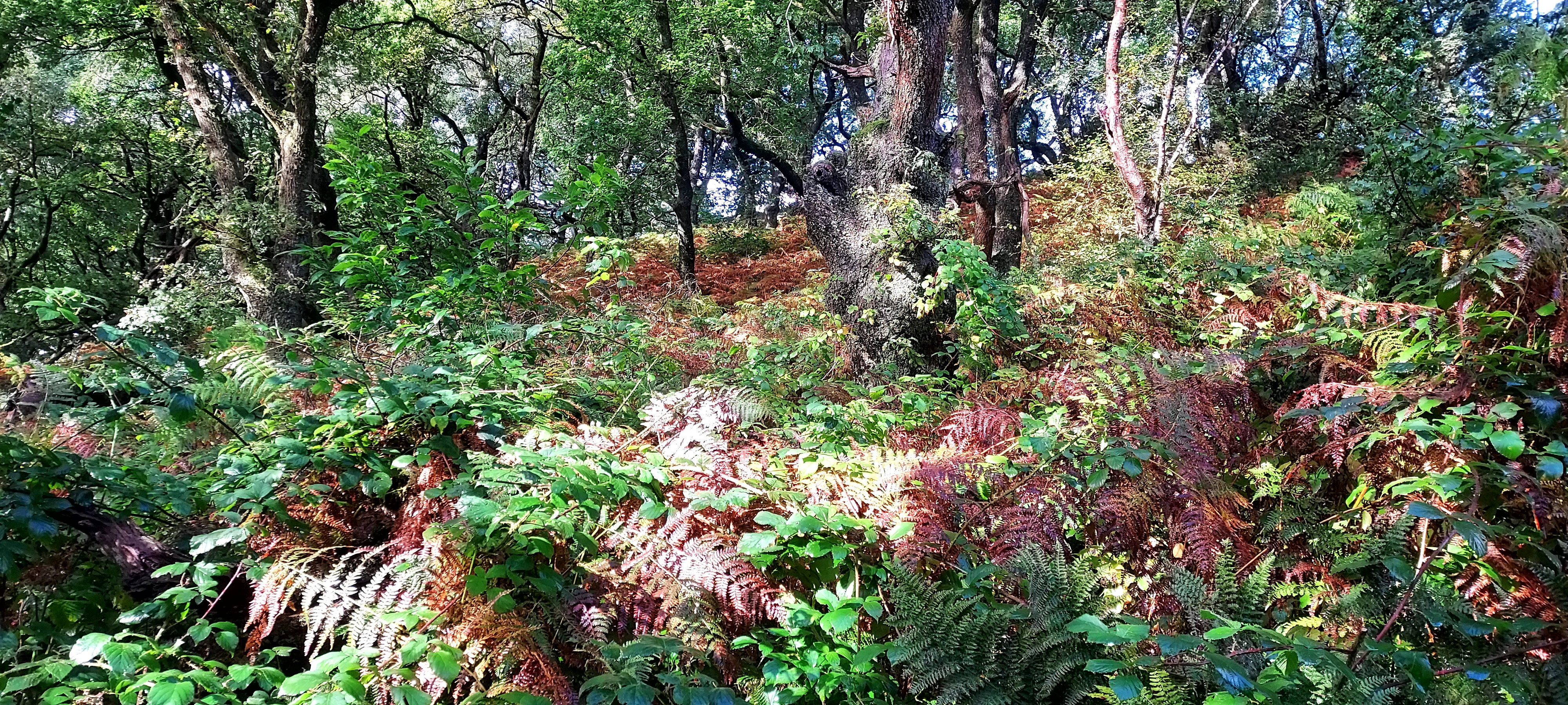 Walking Diaries*Autumn*The bracken turns to bronze…