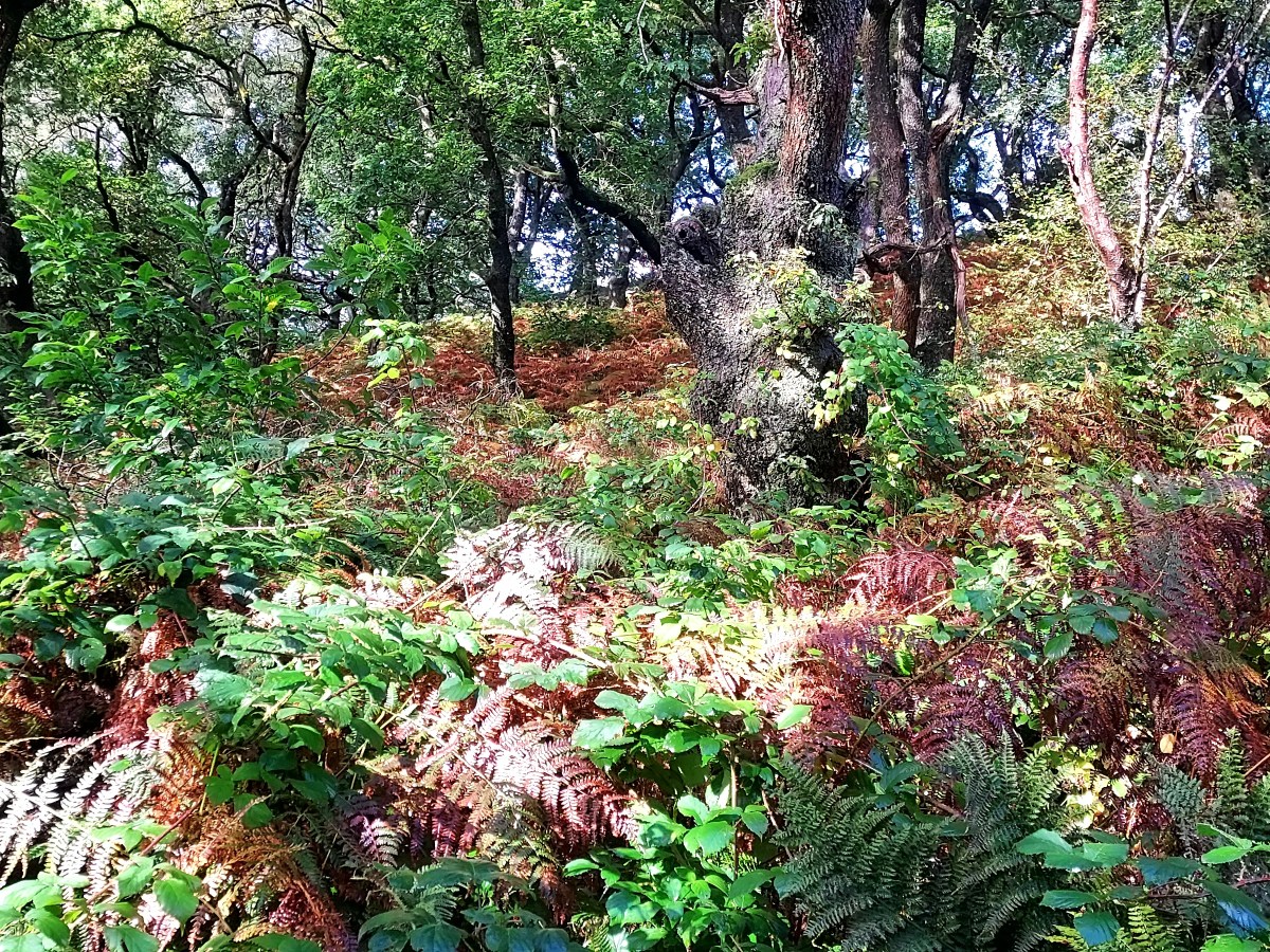 Walking Diaries*Autumn*The bracken turns to&nbsp;bronze…