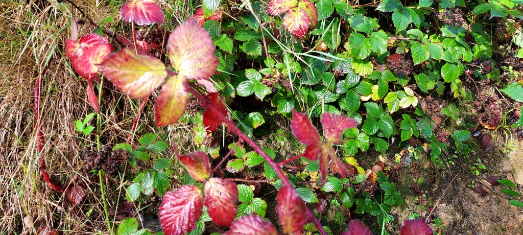 Red autumn colours on bramble leaves