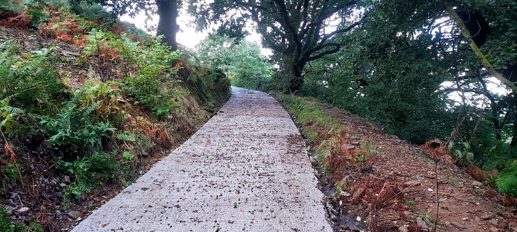 Acorns strewn across a path through woodland