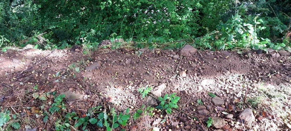 A bounty of acorns on a woodland path in sunlight