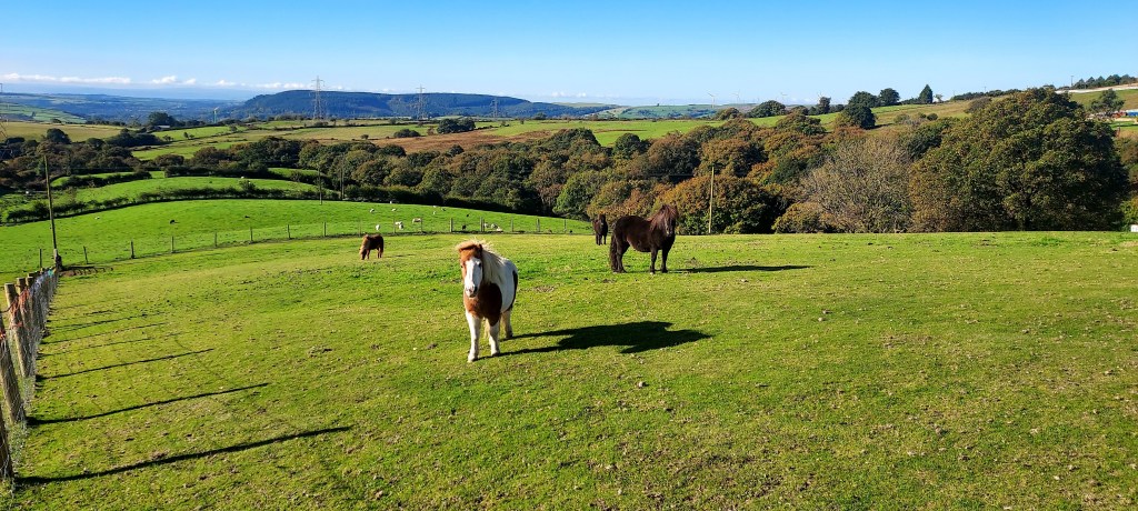 Ponies on a hillside landscape Ponies on a hillside landscape