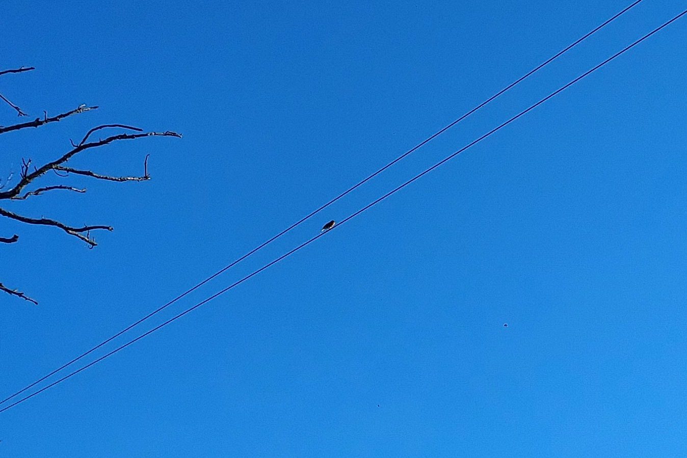 Very distant robin on a telegraph wire Very distant robin on a telegraph wire