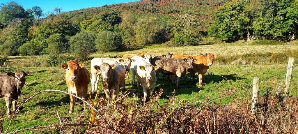Cows lined up in a sunny field looking at the camera Cows lined up in a sunny field looking at the camera