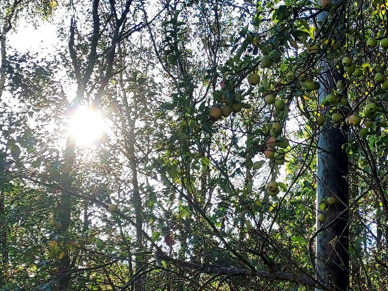 Abundant apples on a tree in autumn sunlight Abundant apples on a tree in autumn sunlight