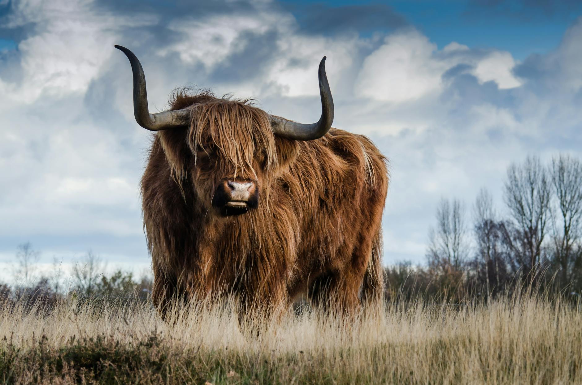 Highland cow staring strongly at camera