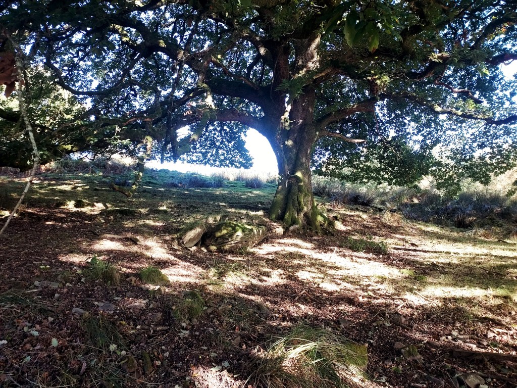 Large oak tree with dappled sunlight on autumn ground Large oak tree with dappled sunlight on autumn ground