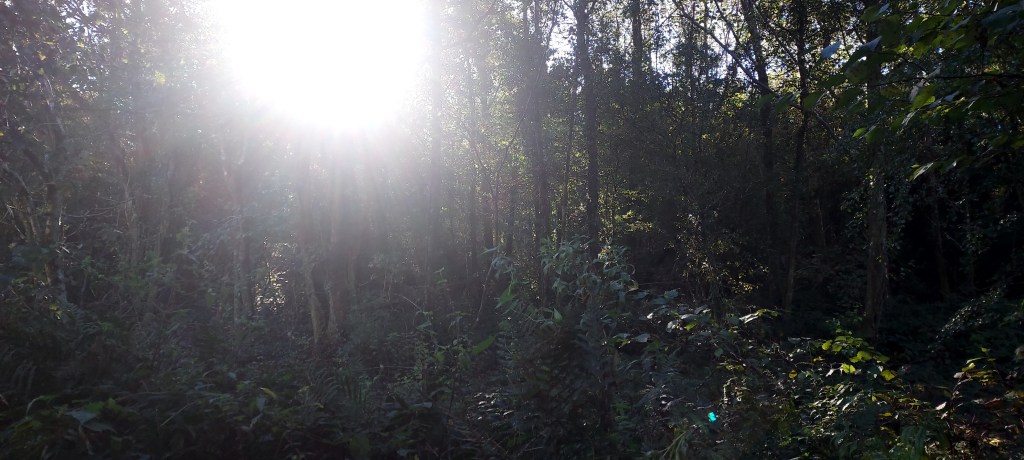 Misty sunlight through the trees Misty sunlight through the trees