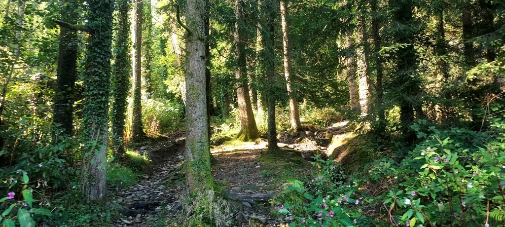 Looking into the edge of a sunlit evergreen forest