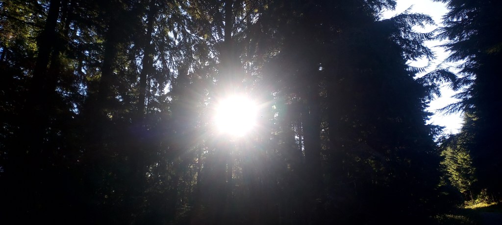 Low sunlight through tall coniferous trees