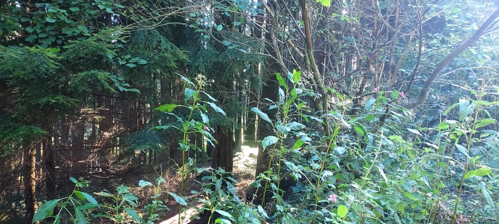 Pools of sunlight in coniferous forest