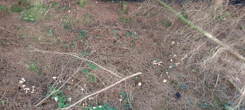 Tiny white mushrooms sprouting on the edge of an evergreen forest