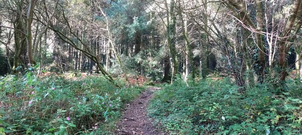 Narrow path into mixed deciduous and evergreen forest
