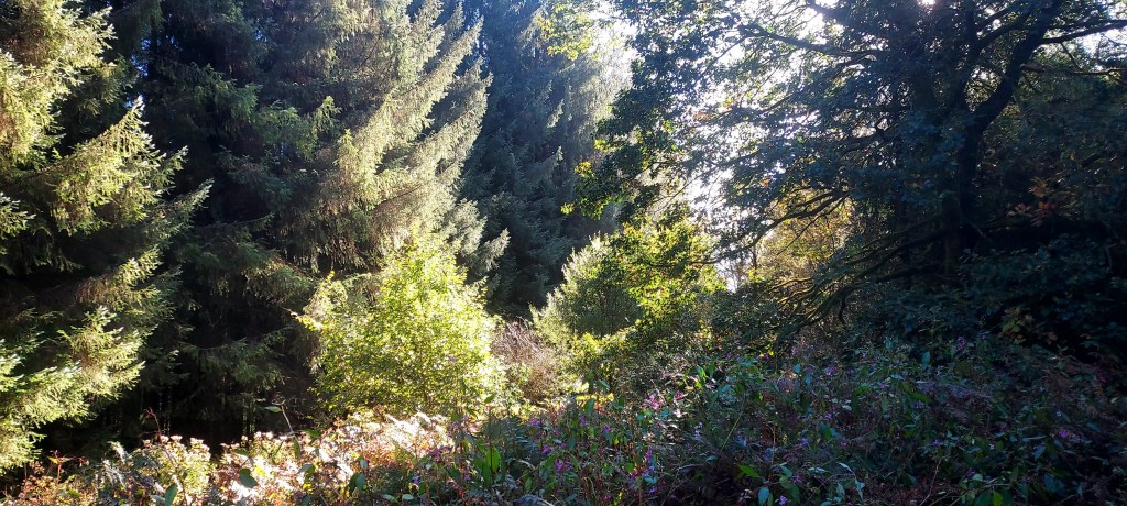 A mixture of evergreen and deciduous trees on a mountain in the sun