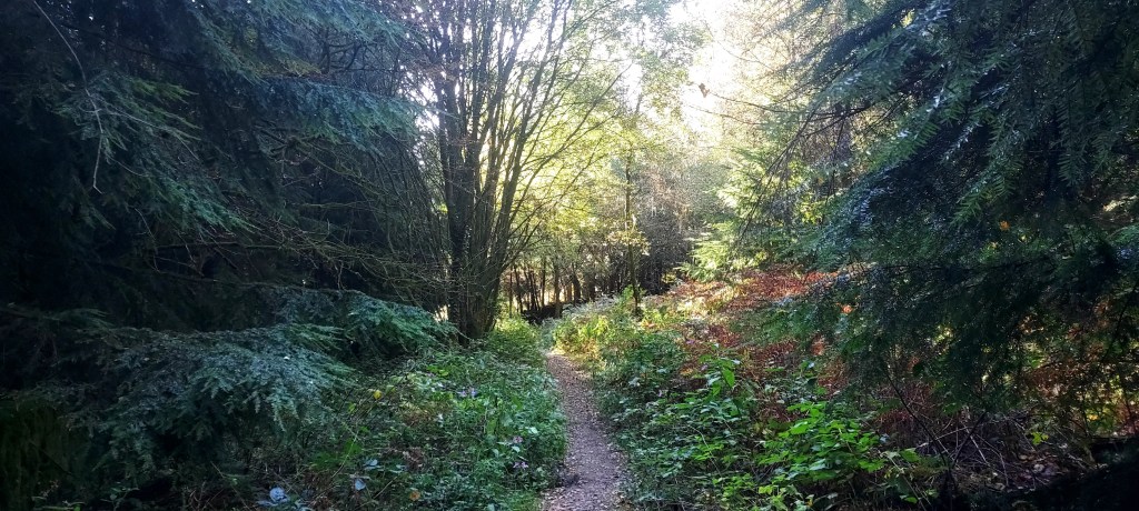 Path leading into sunlit section of forest
