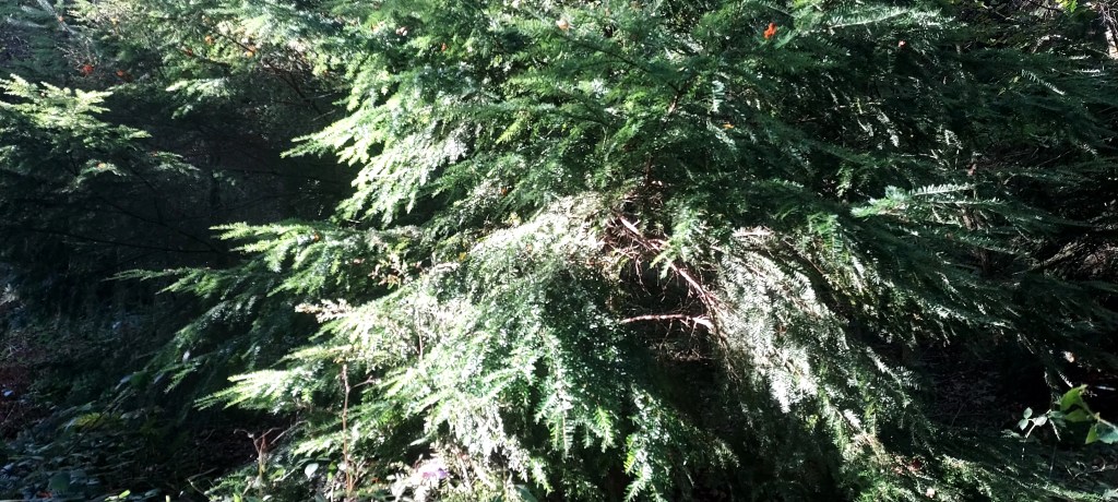 Sunlight shining brightly on needles of pine tree