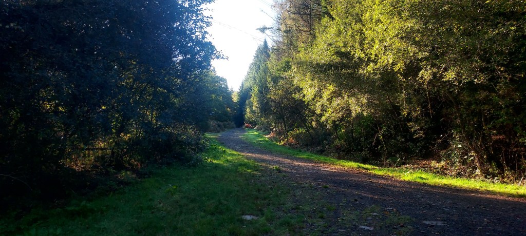Path winding up a mountain amidst coniferous trees